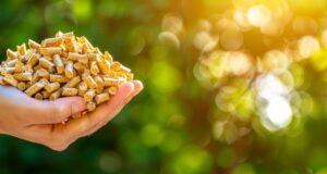 image of the solution Sustainable Biomass