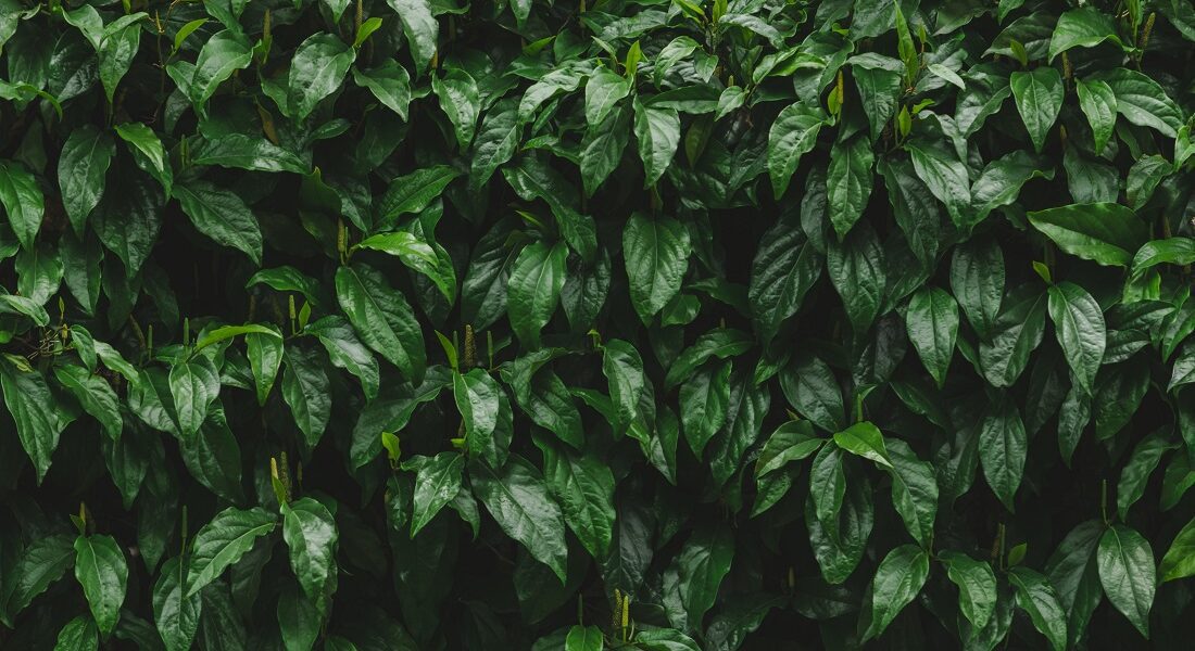 image of the expertise What is biomethane?