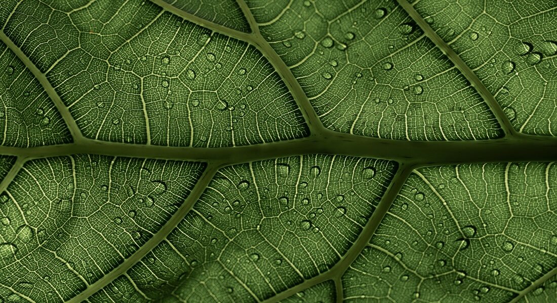 image of the expertise Hydrogen Energy: A Sustainable Solution for the Future