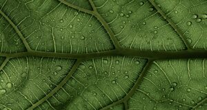 Hydrogen Energy A Sustainable Solution for the Future