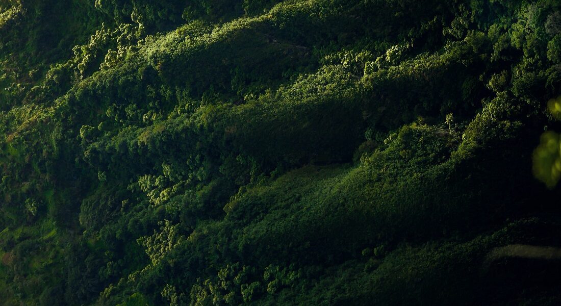 image of the expertise Carbon offset & credit