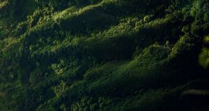 Carbon offset and credit key tools for reducing emissions