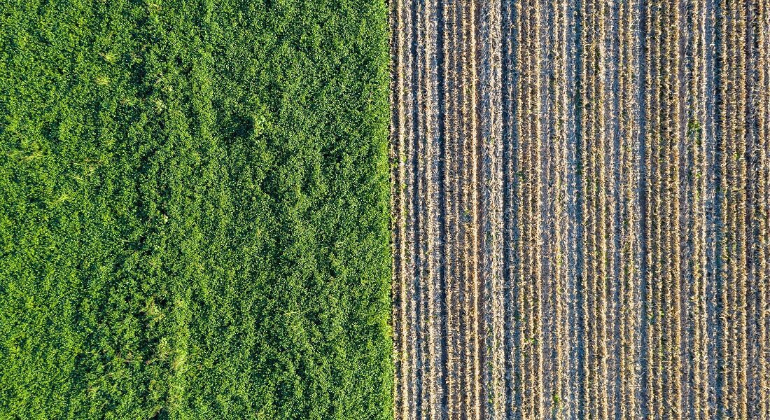 image of the expertise Biomass: A Sustainable Path to Bioenergy Production