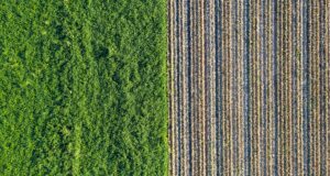 Biomass: A Sustainable Path to Bioenergy Production