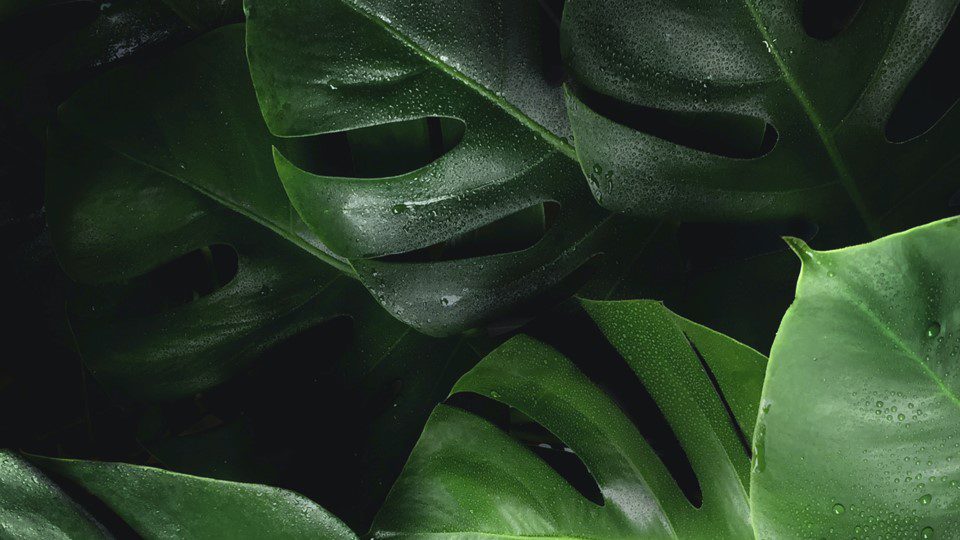 image of the post ENGIE: the world's largest seller of PPAs