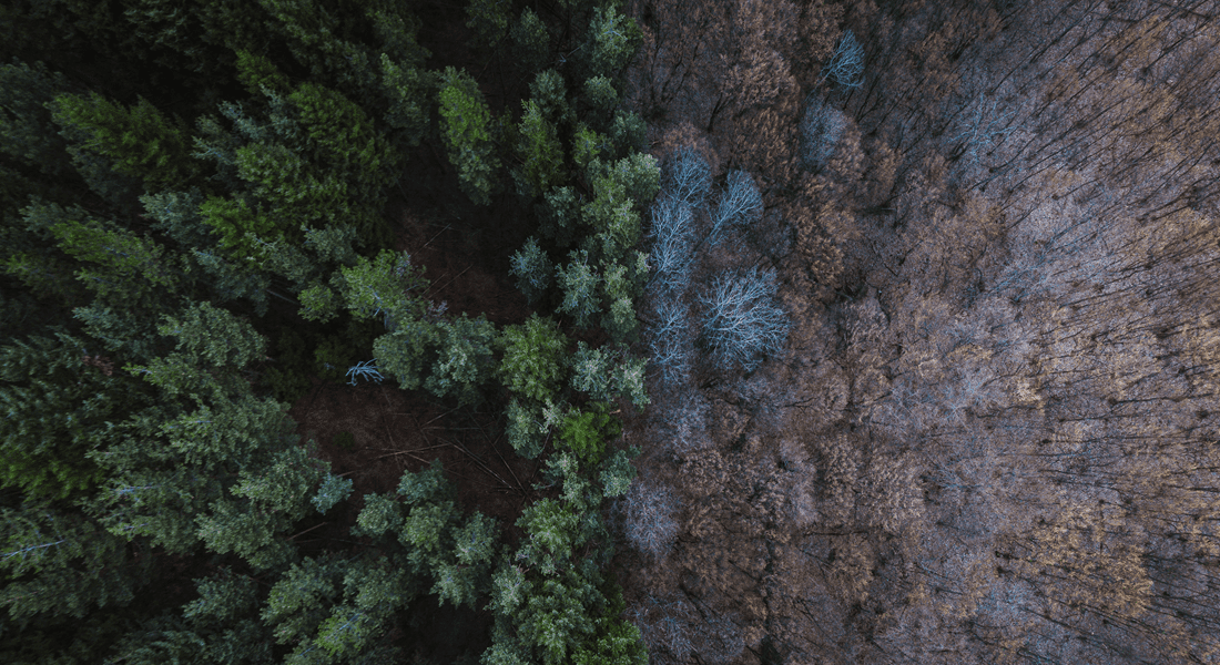 image of the post ENGIE and Catona Climate join forces to scalesupply of nature-based carbon removals