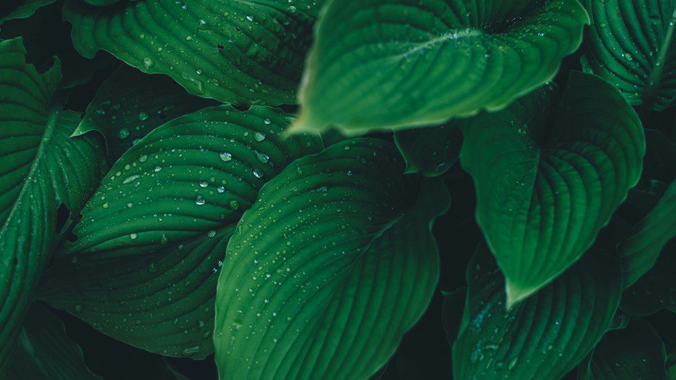 image of the post BASF and ENGIE signed a long term Biomethane Purchase Agreement in Europe