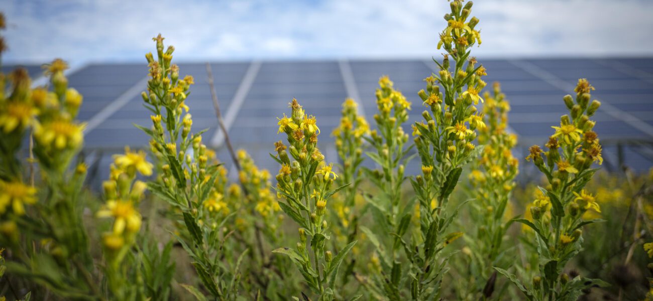 image of the post Unlock Your Green Potential with REGOs in the UK