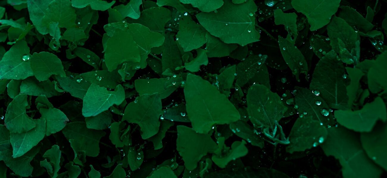 image of the expertise What are RECs? How do businesses in Asia-Pacific benefit from them?