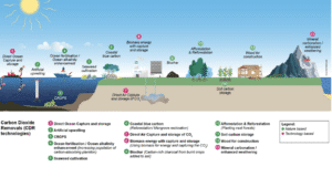 image of the solution Which Carbon Removal Solutions Truly Deliver?