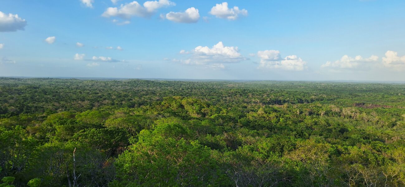 image of the post Inside a Forest Restoration Project in Mexico