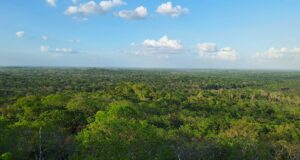 image of the solution Inside a Forest Restoration Project in Mexico
