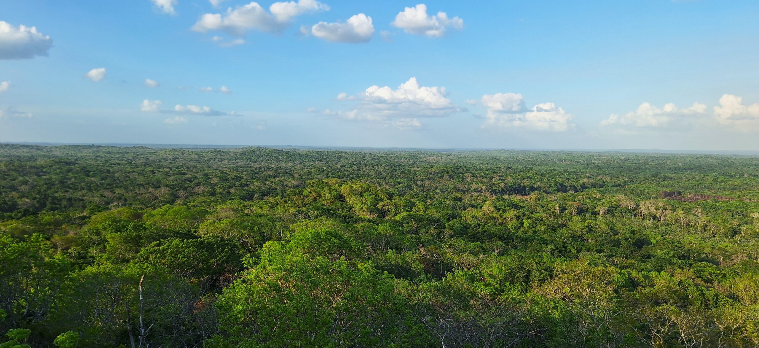 image of the post Inside a Forest Restoration Project in Mexico