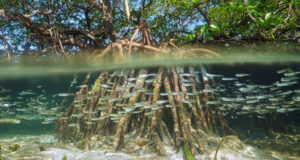 image of the solution Blue Carbon 101: Why Mangroves Matter and What Buyers Should Look For