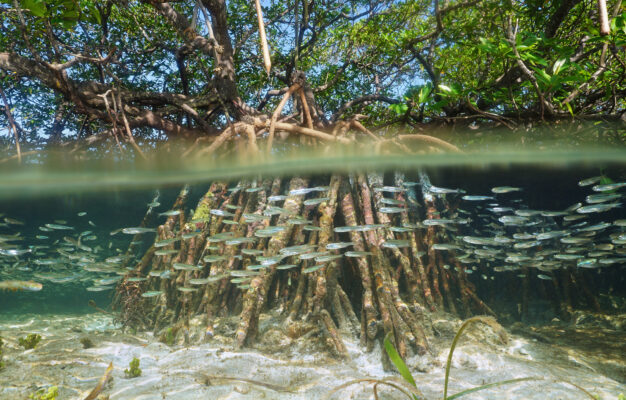 image of the post Blue Carbon 101: Why Mangroves Matter and What Buyers Should Look For